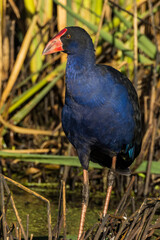 Purple Swamphen in Victoria, Australia
