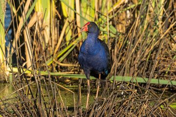 Purple Swamphen in Victoria, Australia