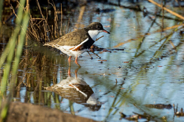 Red-kneed Dotterel in Victoria, Australia