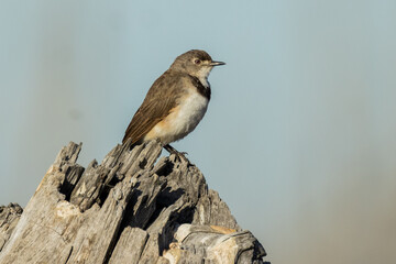 Female White-fronted Chat in Victoria, Australia