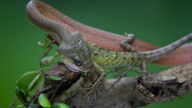 video of a black headed cat snake boiga nigriceps eat a oriental garden lizard calotes versicolor 