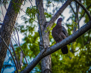 Fototapeta premium bird on the tree