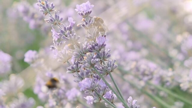 Close up, bees pollinate lavender flower in summer. Purple lavender flowers bloom in green field, closeup. Honey bee fly in agriculture garden. Slow motion. Summer gentle background in wild nature