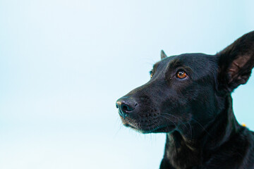 Perro Xoloitzcuintle	