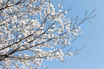 満開の桜