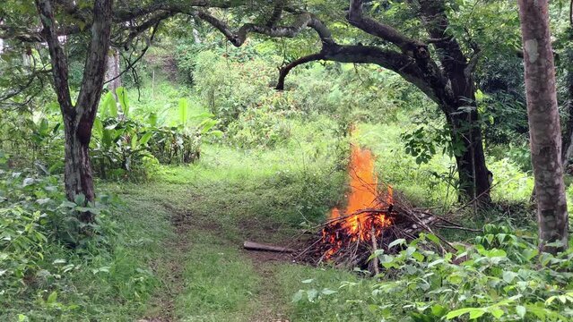 Controlled fire burning in a forest in the Caimito district, Panama Province, Panama