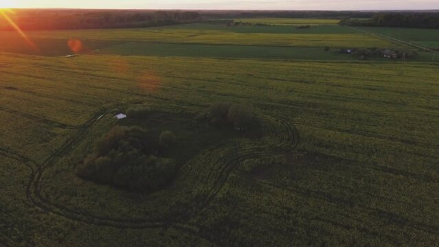 Yellowing Rapeseed Fields Illuminated by Sunset Light. Aerial POI Shot.