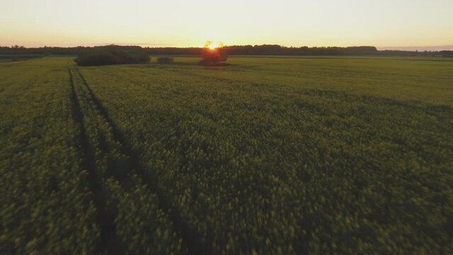 Yellowing Rapeseed Fields Illuminated by Sunset Light. Aerial Flying Backwards Shot.