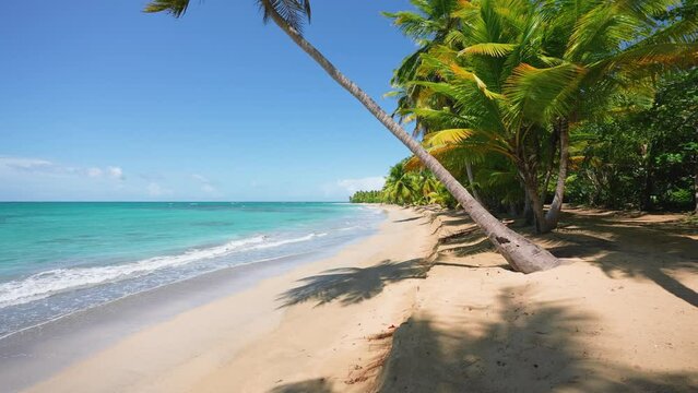 Exotic sunny beach with coconut trees and turquoise ocean on a paradise island. Calm summer vacation or festive seascape. Summer holidays and Caribbean tropical beach concept.