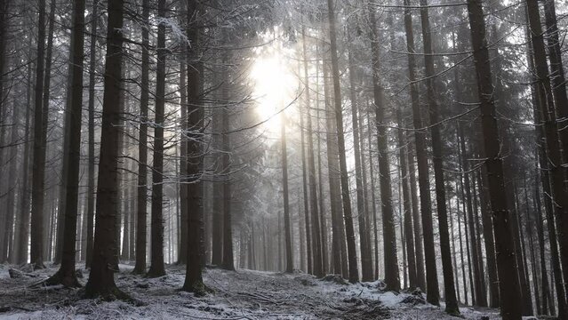 Fantastic snowy winter landscape, magic sunset in the forest,