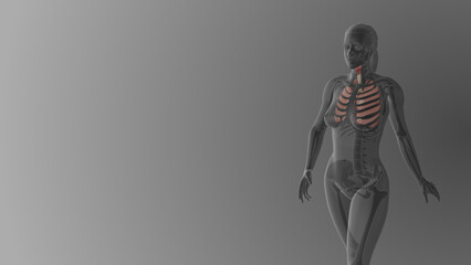 Female Lungs anatomy medical background