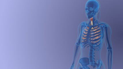 Female Lungs anatomy medical concept
