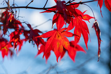 Rotes Ahornblatt an einem kalten Herbsttag