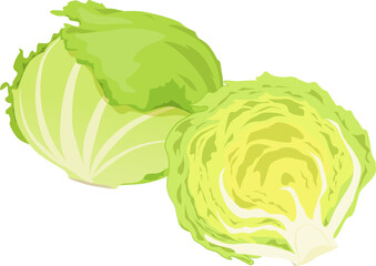 レタス_野菜_ベクターイラスト