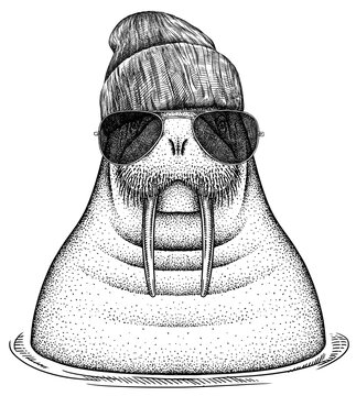 recommend clip art: Vintage engrave isolated walrus set dressed fashion  illustration ink costume sunglasses sketch. Sea seal background arctic glasses hipster hat art