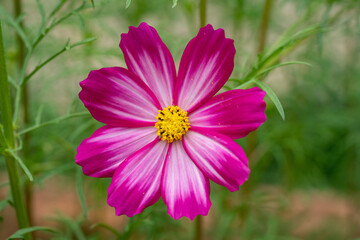 Obraz premium Pink Cosmos Flowers Close Up