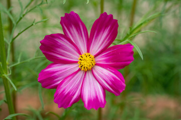 Pink Cosmos Flowers Close Up