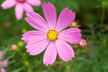 Fototapeta premium Pink Cosmos Flowers Close Up
