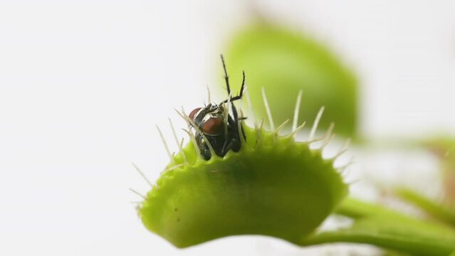 Venus Flytrap plant with trapped house fly. Wide view of plant side portion and insect. Slow motion. Macro. Clip A