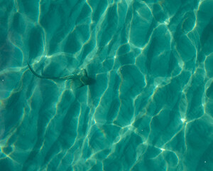 A leopard shark is seen cruising in a pristine clear blue water