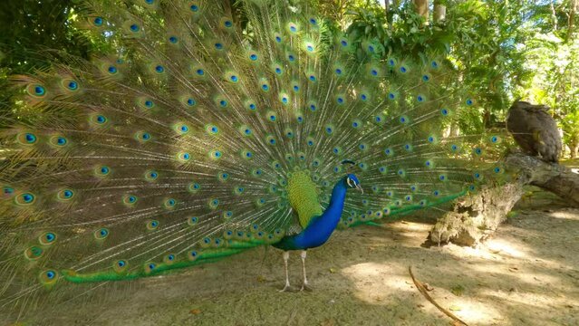 Close image of a colorful peacock with arched tail.