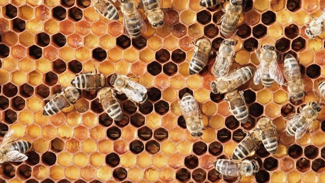 Honeycomb with colorful perga. Honeycomb with bee bread. Bees pack honeycomb with bee bread. Medicinal properties of bee bread. Apitherapy.