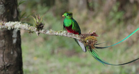 wide shot of a beautifully sunlit resplendent quetzal male perched on a branch