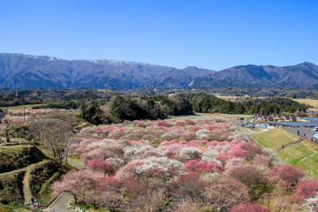 いなべ市梅林公園の梅