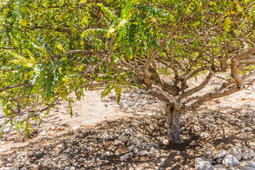 frankincense tree  on a summer sunny day in Dhofar Region in Sultanate of Oman