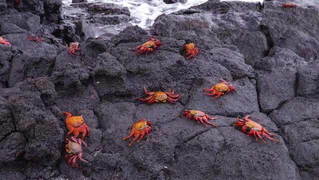Sally Lightfoot Crab on Galapagos Islands aka Graspus Graspus aka Red Rock Grab