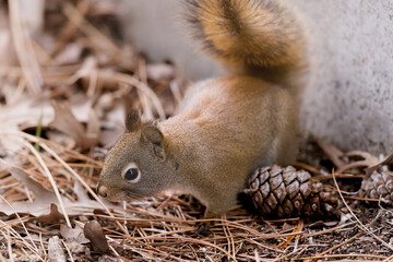 Red Squirrel Foraging