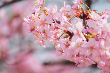 Fototapeta na wymiar Beautiful pink cherry blossoms swaying in the wind on a sunny spring day.