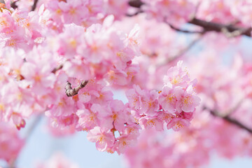 Obraz premium Beautiful pink cherry blossoms swaying in the wind on a sunny spring day.