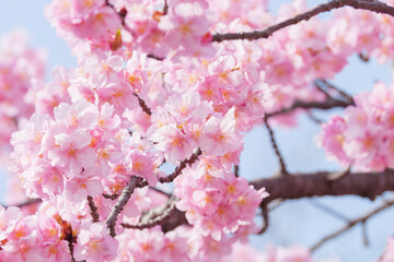 Beautiful pink cherry blossoms swaying in the wind on a sunny spring day.