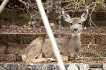 Obraz premium Mule Deer