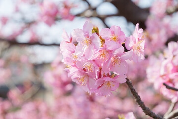 Beautiful pink cherry blossoms swaying in the wind on a sunny spring day.