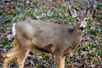 Mule Deer