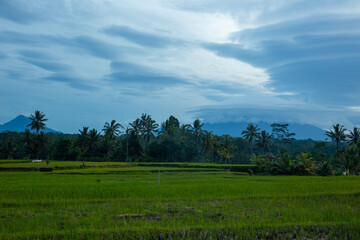 Fototapeta na wymiar Indonesian Rice Patty in the morning