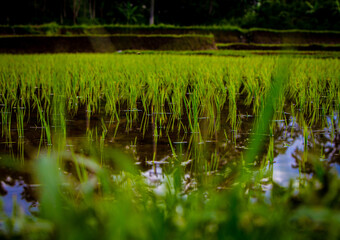 Rice Patty Field in Asia