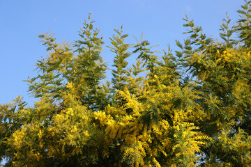 Beautiful Mimosa bush with yellow flowers. Mimosa in bloom  against blue sky. Symbol of 8 March,  Women's day. Acacia dealbata 