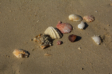 photo view of shellfish shells on an empty shore on the sand, on the beach in Dubai Marina, Dubai, United Arab Emirates