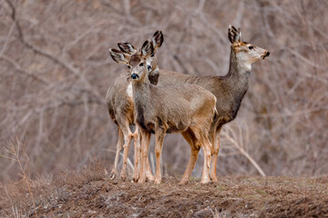 Mule Deer
