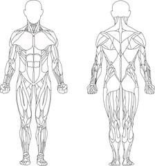 Human body. Man. Muscles of the male body. Front and back views. Vector.