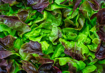 Eichblattsalat im Detail