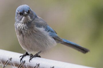 Woodhouse Scrub-Jay (Blue Bird) perched