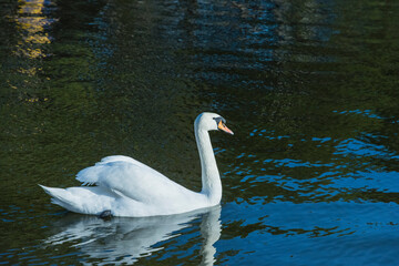 Fototapeta premium White swan floating on the pond