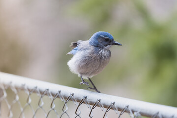 Woodhouse Scrub-Jay (Blue Bird) perched