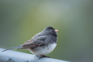 Small Bird (Dark-Eyed Juncos) perched