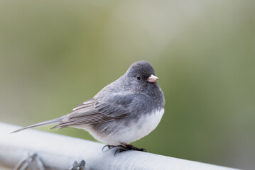 Small Bird (Dark-Eyed Juncos) perched