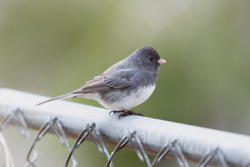 Small Bird (Dark-Eyed Juncos) perched